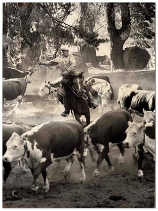Item #5328 ORIGINAL PHOTOGRAPH OF A CATTLE ROUND-UP. CALIFORNIA, Joseph Munroe, photographer,...